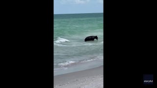 'Mom, run!': Mother and son spot bear swimming in water at Naples, Florida - Fox News