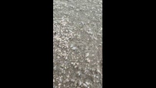 'It was crazy!': Beachgoers shocked as sand fleas swarm Florida beach - Fox News