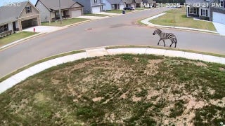 Tennessee suburb gets a wild visitor as a zebra is spotted sprinting down the street - Fox News
