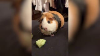 Guinea pigs share cucumber perfectly by splitting skin and core - Fox News
