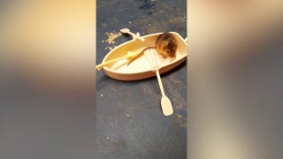 Harvest mouse dines on tiny breakfasts while living his playful life - Fox News