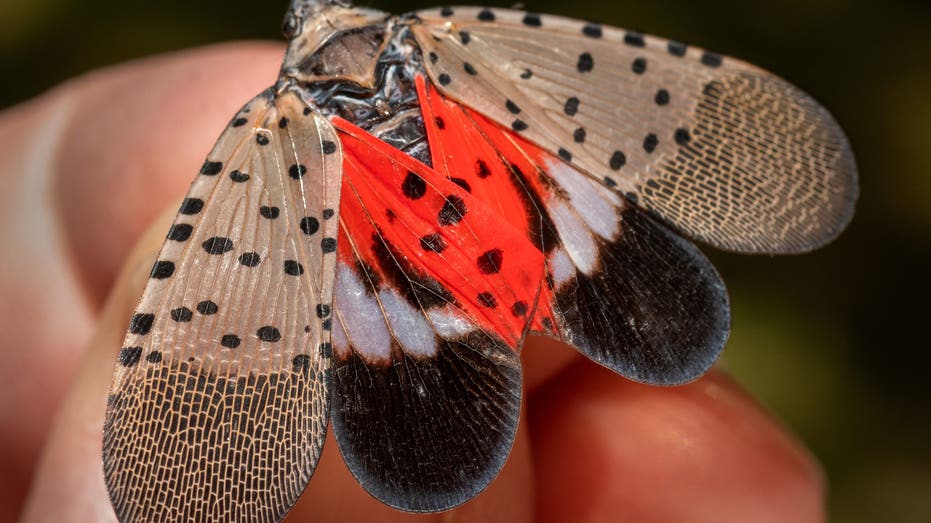 spotted lanternfly